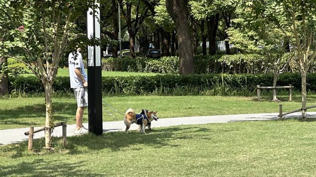 行一周“升级版”游园带来哪些“乐与痛”？冰球突破技巧遛狗、帐篷……上海公园新规施(图16)