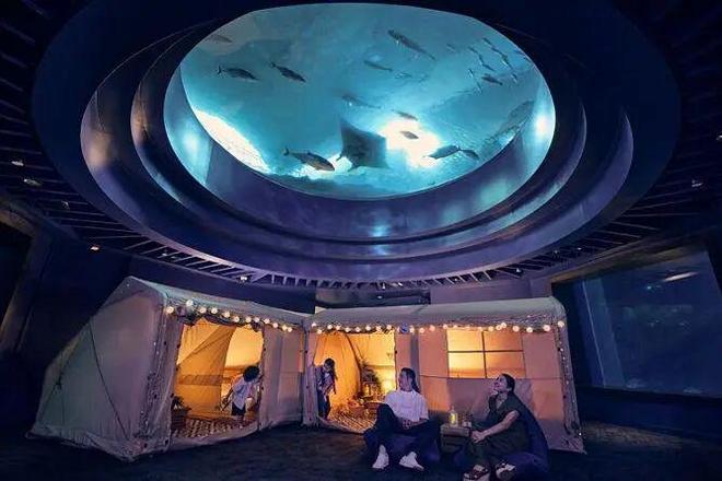 奢华露营体验：家庭评测冰球突破新加坡海洋馆(图4)