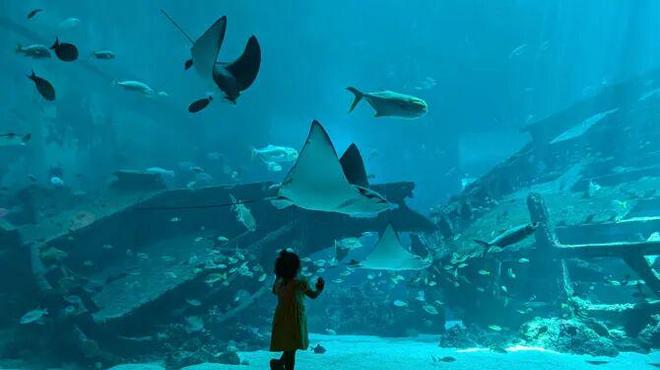 奢华露营体验：家庭评测冰球突破新加坡海洋馆(图7)